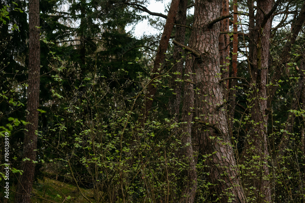 Picturesque photos of nature objects of the Curonian Spit National Park Picturesque photos of nature objects of the Curonian Spit National Park