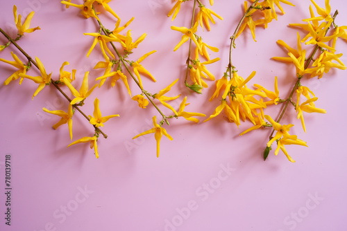 Spring background with yellow Forsythia flowers on pink frame , copy space