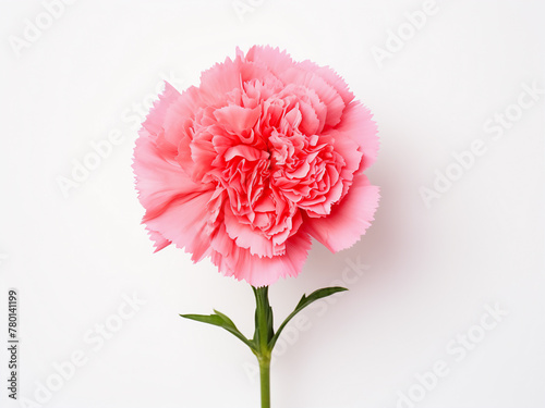 Pink and red carnations arranged on a white background offer copy space in a top-view flat lay