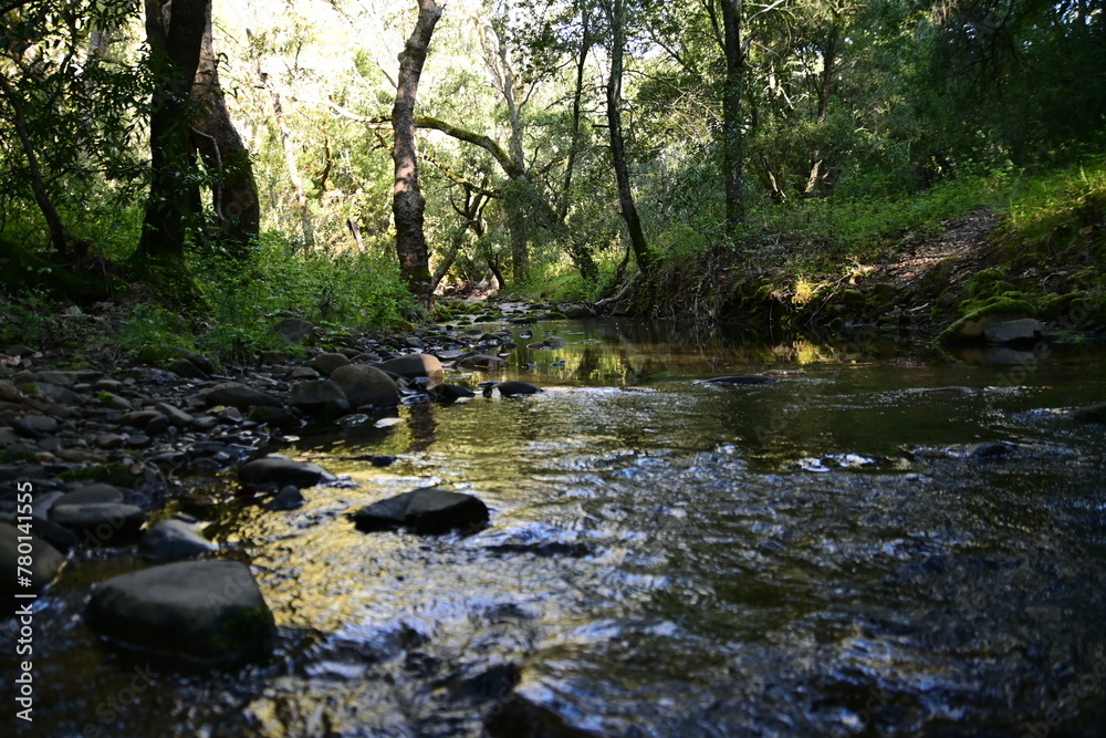Obraz premium stream in the forest