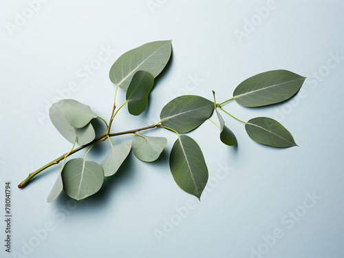 Vibrant eucalyptus branch photographed on a colored background