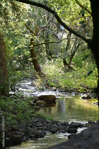 river in the forest © Ryan