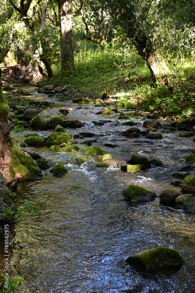 stream in the forest stream in the forest