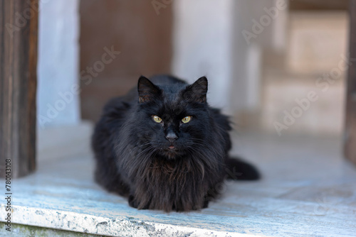 black cat on stairs