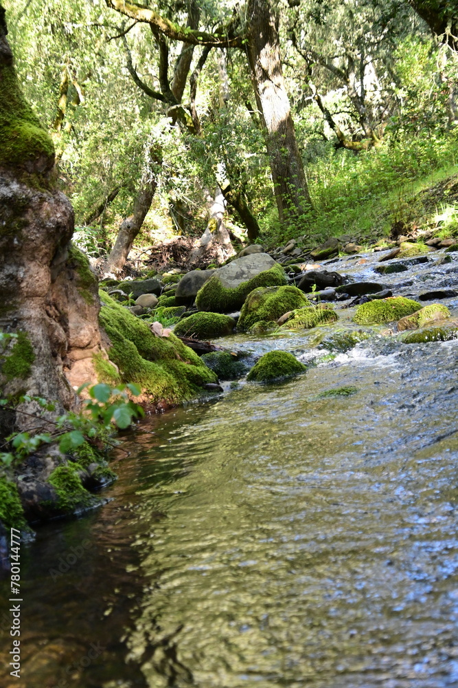 stream in the forest stream in the forest