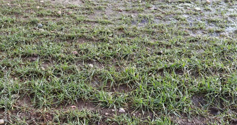 green frost-resistant wheat after frosts and snowmelt, winter wheat sprouts in the field in February in winter green frost-resistant wheat after frosts and snowmelt, winter wheat sprouts in the field in February in winter