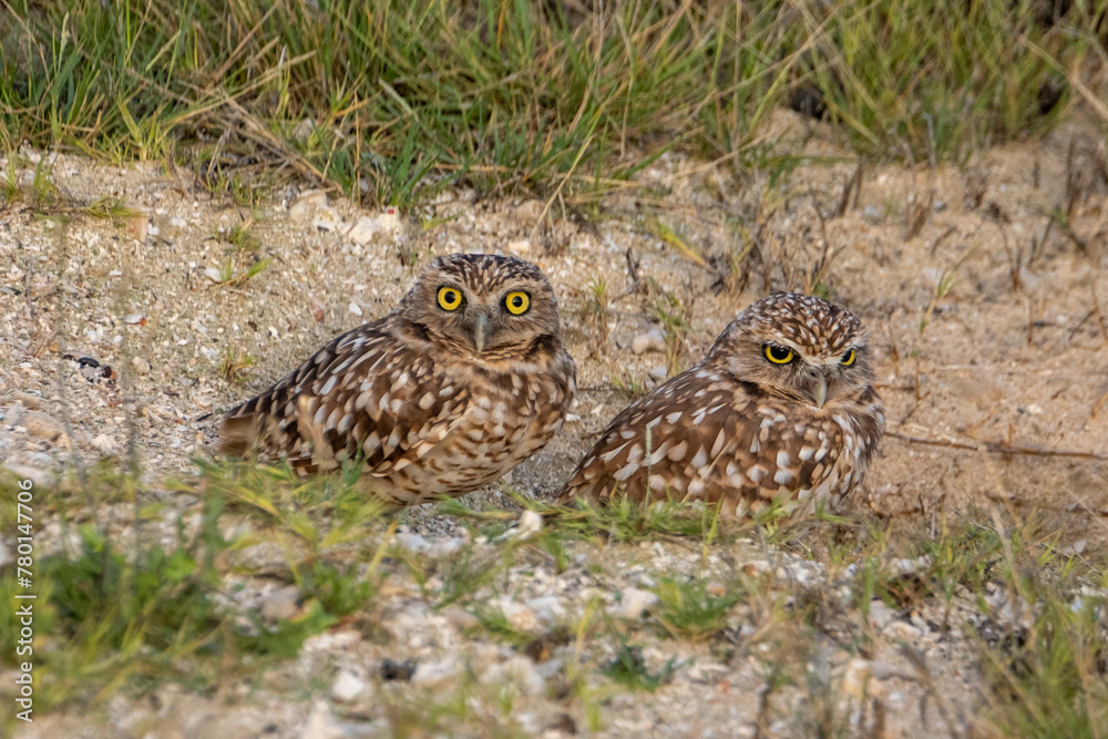 Shocos (Aruban Burrowing owl subspecies) Shocos (Aruban Burrowing owl subspecies)