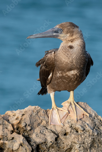 Brown footed booby