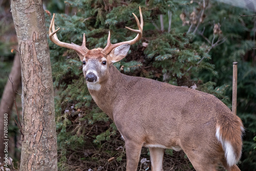 White-tailed buck
