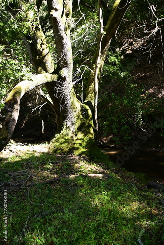 tree in the woods