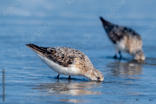 Sandpiper