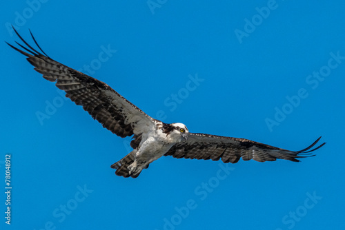 Osprey hunting