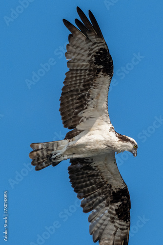 Osprey hunting