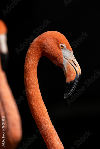 Flamingo portrait