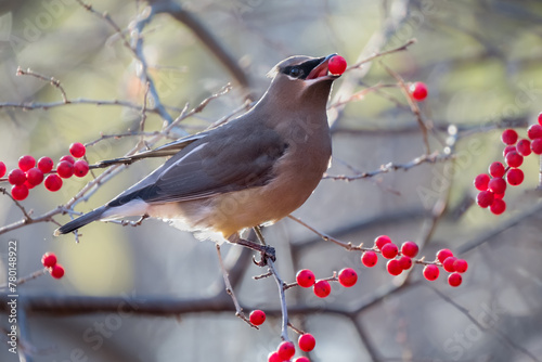 cedar waxwing