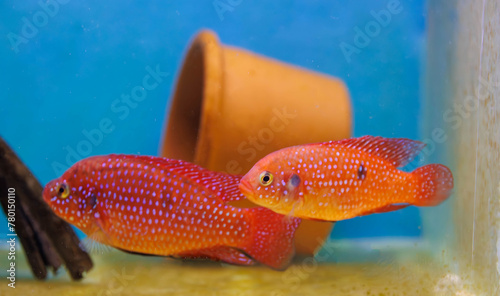 African cichlid jewelfish - (Hemichromis bimaculatus)