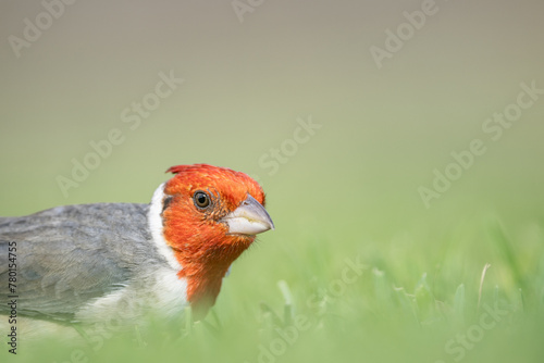 The red-crested cardinal (Paroaria coronata) is a passerine bird in the tanager family Thraupidae. Brazilian cardinal. Kapiʻolani Regional Park, Waikiki Honolulu Oahu Hawaii
 photo