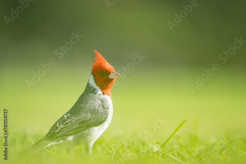 The red-crested cardinal (Paroaria coronata) is a passerine bird in the tanager family Thraupidae. Brazilian cardinal. Kapiʻolani Regional Park, Waikiki Honolulu Oahu Hawaii 