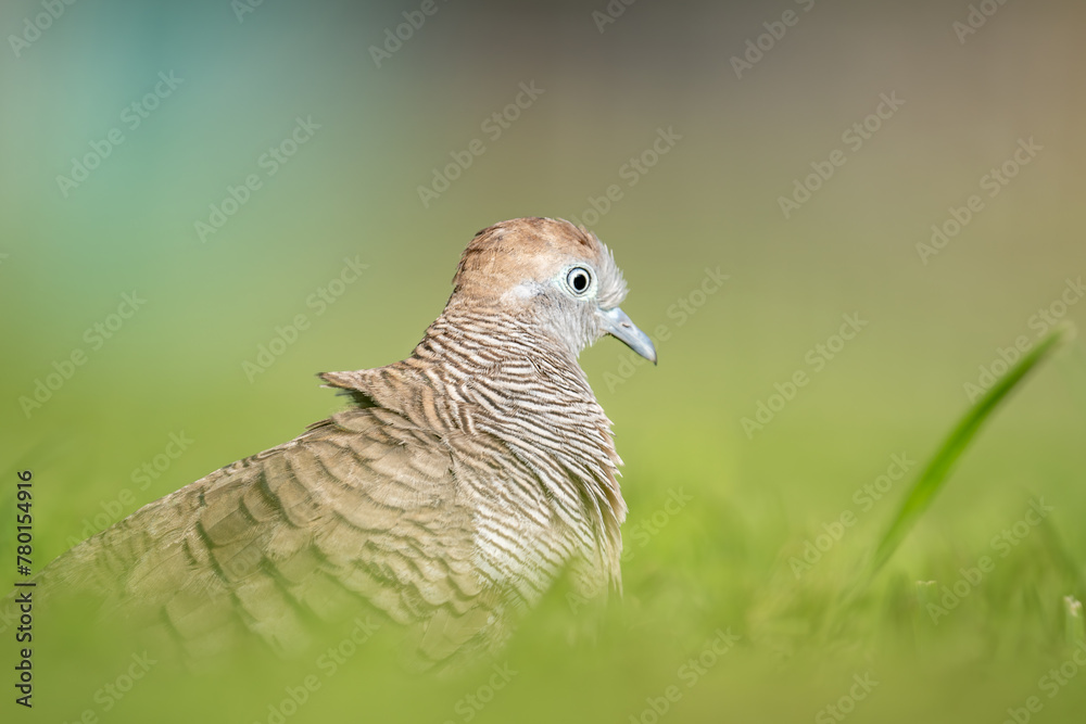 The zebra dove (Geopelia striata), also known as the barred ground dove, or barred dove, is a species of bird of the dove family, Columbidae, native to Southeast Asia. Kapiʻolani Regional Park, The zebra dove (Geopelia striata), also known as the barred ground dove, or barred dove, is a species of bird of the dove family, Columbidae, native to Southeast Asia. Kapiʻolani Regional Park,