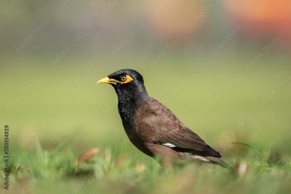 The common myna or Indian myna (Acridotheres tristis), sometimes spelled mynah, is a bird in the family Sturnidae, native to Asia. Kapiʻolani Regional Park, Waikiki Honolulu Oahu Hawaii
The common myna or Indian myna (Acridotheres tristis), sometimes spelled mynah, is a bird in the family Sturnidae, native to Asia. Kapiʻolani Regional Park, Waikiki Honolulu Oahu Hawaii