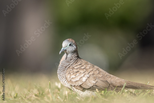 The zebra dove (Geopelia striata), also known as the barred ground dove, or barred dove, is a species of bird of the dove family, Columbidae, native to Southeast Asia.  Kapiʻolani Regional Park, photo