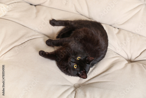 Cute black cat lying on sofa