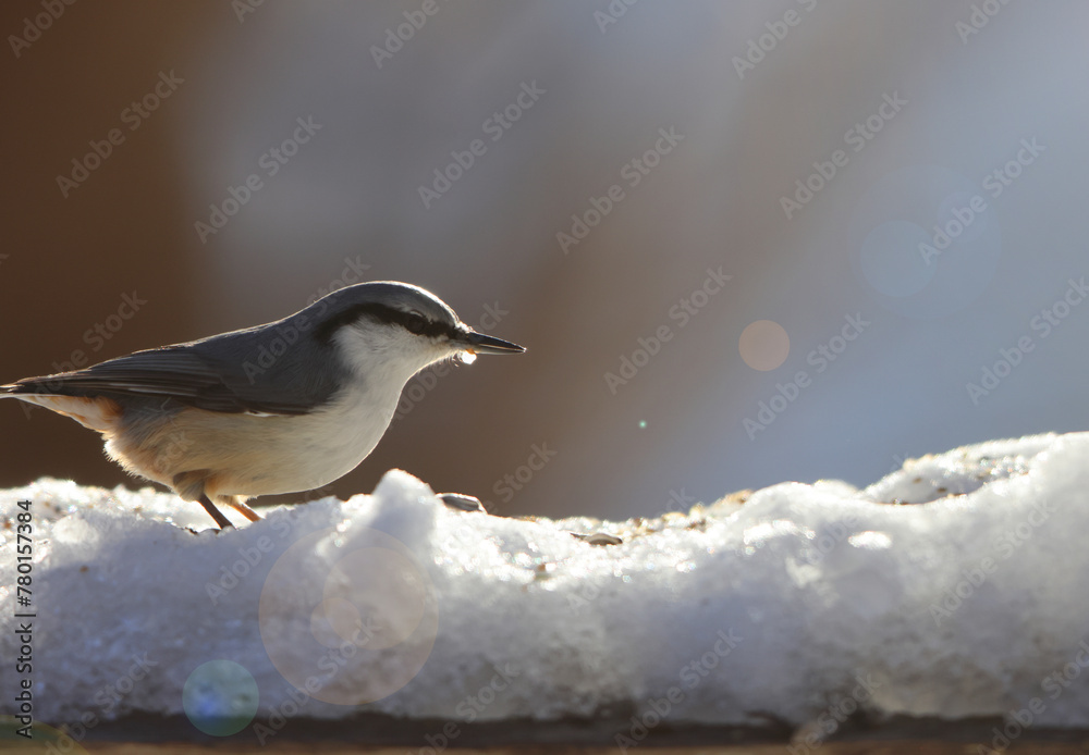 Obraz premium Eurasian nuthatch or wood nuthatch (Sitta europaea hondoensis) in Japan