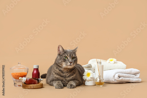 Beautiful spa composition and cute grey cat on brown background