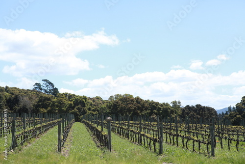 California Vineyard background, wine country in springtime green hills 