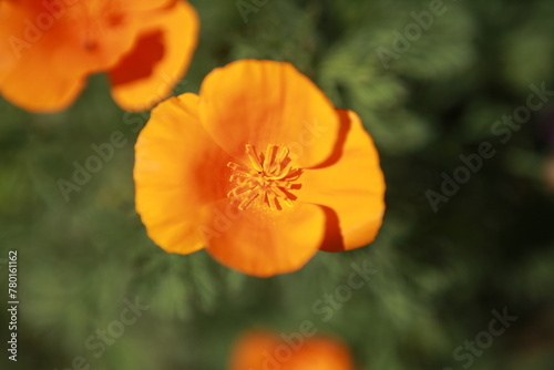 California Golden poppies  state flower  closeup detail