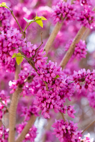 Fototapeta Naklejka Na Ścianę i Meble -  Purple cercis chinensis outdoors， Chinese redbud in spring garden.