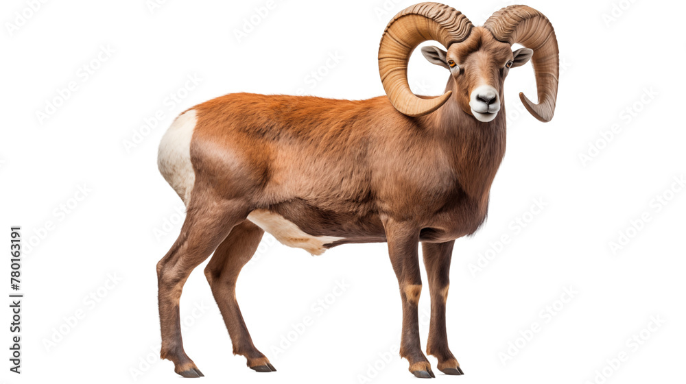 Obraz premium Mountain goat standing isolated on white background