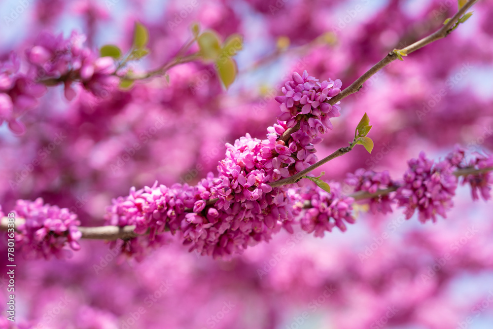 Purple cercis chinensis outdoors, Chinese redbud in spring garden. Purple cercis chinensis outdoors, Chinese redbud in spring garden.