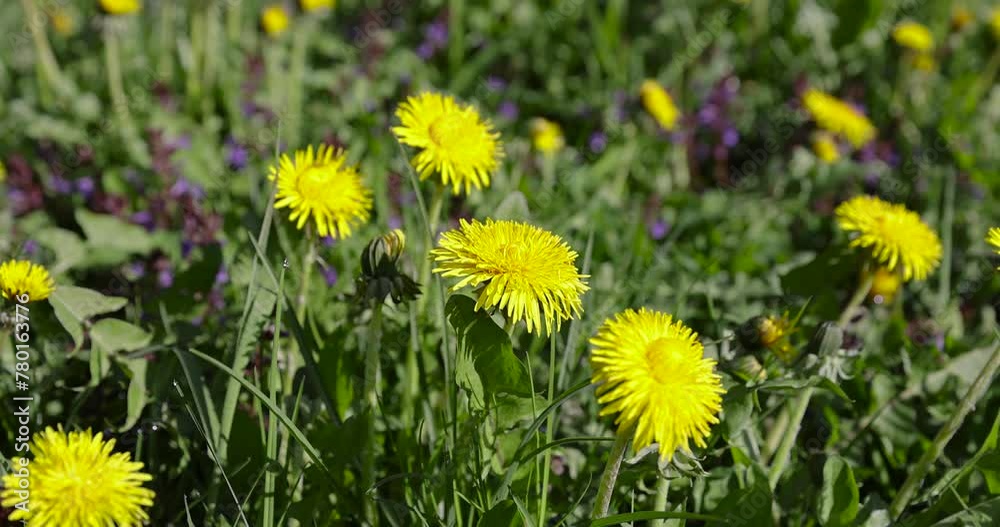 a field with blooming yellow dandelions, spring dandelion flowers during flowering a field with blooming yellow dandelions, spring dandelion flowers during flowering
