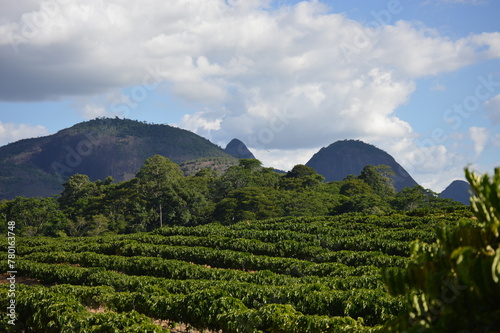 Coffee plantation with mountains and a blue sky in the background