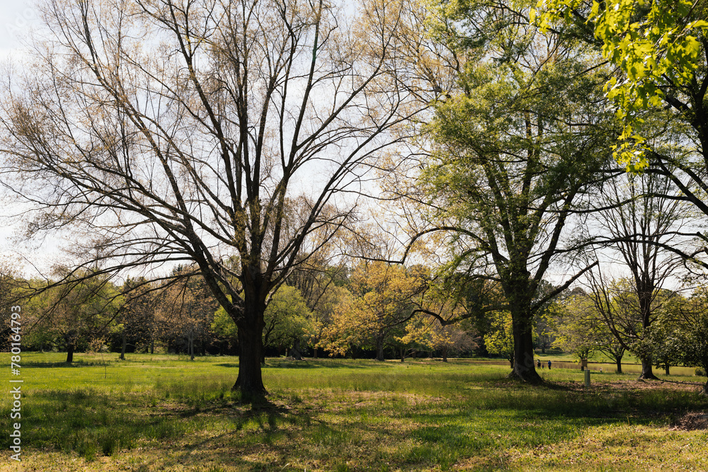 A beautiful spring park on a sunny day, large trees with young green leaves and flowering dogwoods. Summer landscape in the forest. Milliken Park, Spartanburg, SC, USA A beautiful spring park on a sunny day, large trees with young green leaves and flowering dogwoods. Summer landscape in the forest. Milliken Park, Spartanburg, SC, USA
