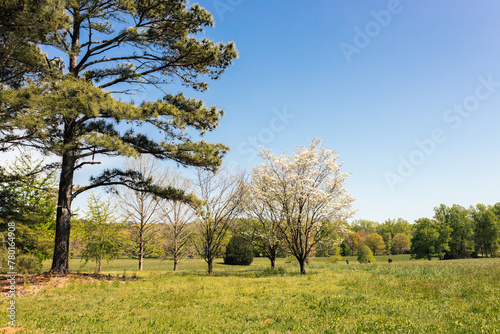 A beautiful spring park on a sunny day, large trees with young green leaves and flowering dogwoods. Summer landscape in the forest. Milliken Park, Spartanburg, SC, USA