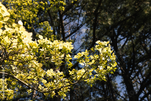 White Dogwood tree or Cornus florida in full bloom against blue sky. Hanamizuki, Cornus florida, Flowering Dogwood. Summer and spring background with white and creamy flowers