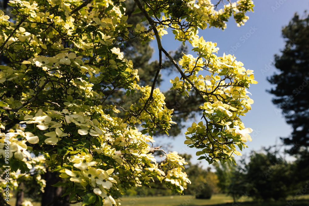 White Dogwood tree or Cornus florida in full bloom against blue sky. Hanamizuki, Cornus florida, Flowering Dogwood. Summer and spring background with white and creamy flowers
