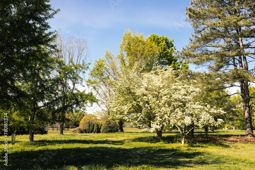 A beautiful spring park on a sunny day, large trees with young green leaves and flowering dogwoods. Summer landscape in the forest. Milliken Park, Spartanburg, SC, USA