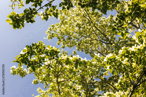 White Dogwood tree or Cornus florida in full bloom against blue sky. Hanamizuki, Cornus florida, Flowering Dogwood. Summer and spring background with white and creamy flowers photo