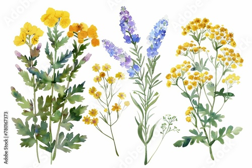 Botanical illustration of medicinal wildflowers, watercolor yellow tansy clipart set © Lucija