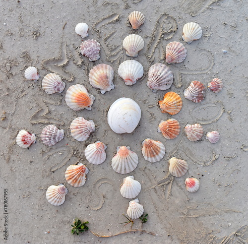 Collected shells on the beach.