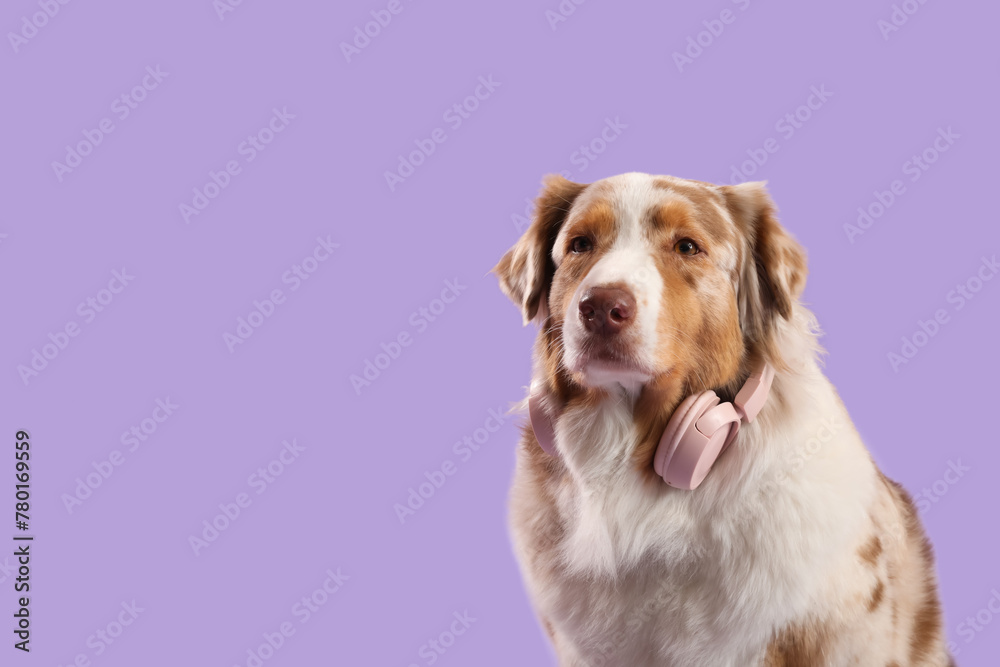 Cute fluffy Australian Shepherd dog with headphones on purple background