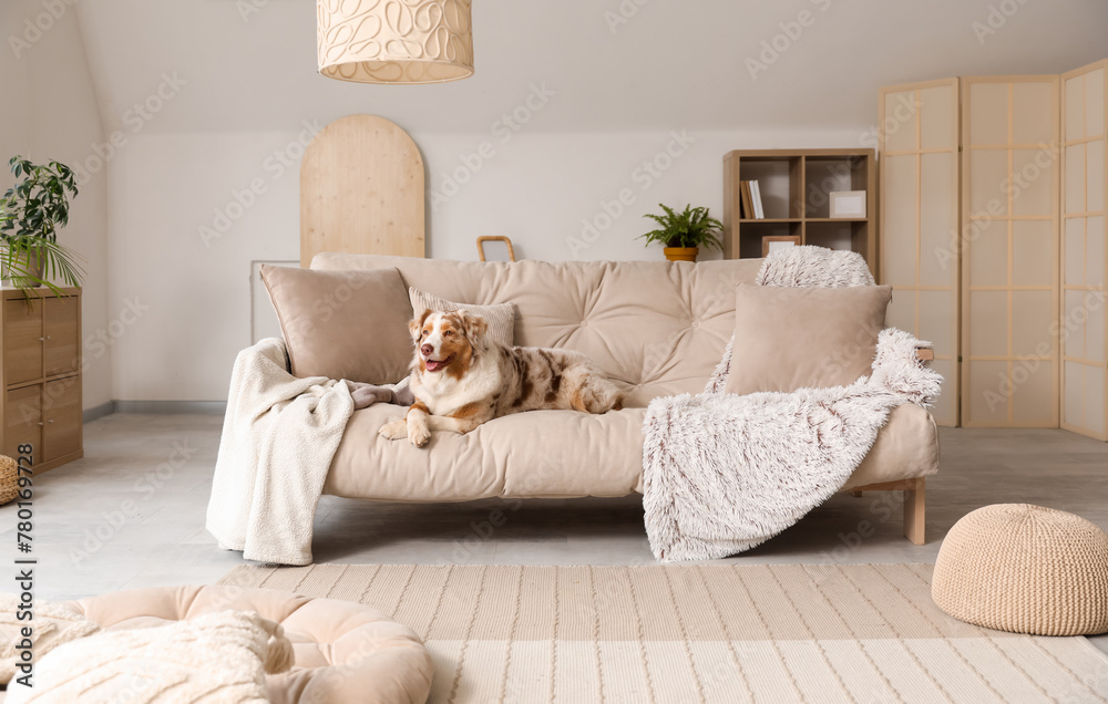 Cute fluffy Australian Shepherd dog sitting on sofa in living room - obrazy, fototapety, plakaty 