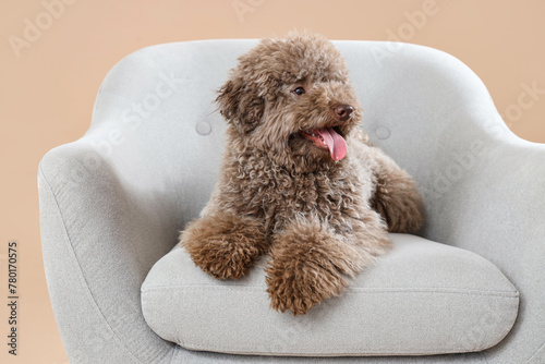 Cute poodle lying in grey armchair on beige background, closeup