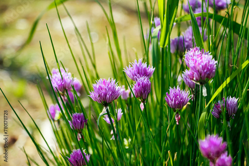 Purple flowers of wild  onion allium in the sun. Blooming wild spring plants. Gardening and floriculture.