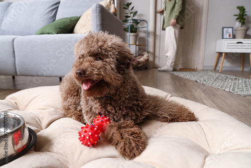 Cute poodle with toy on pouf at home