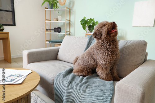 Funny poodle with plaid on sofa at home