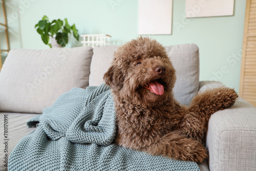 Funny poodle with plaid lying on sofa at home